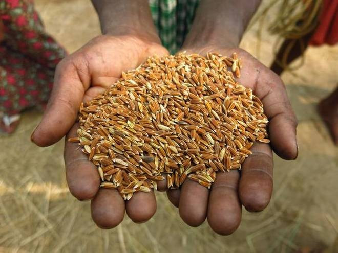 धानको उत्पादन बढाउन किसानलाई उन्नत जातको बीउ वितरण