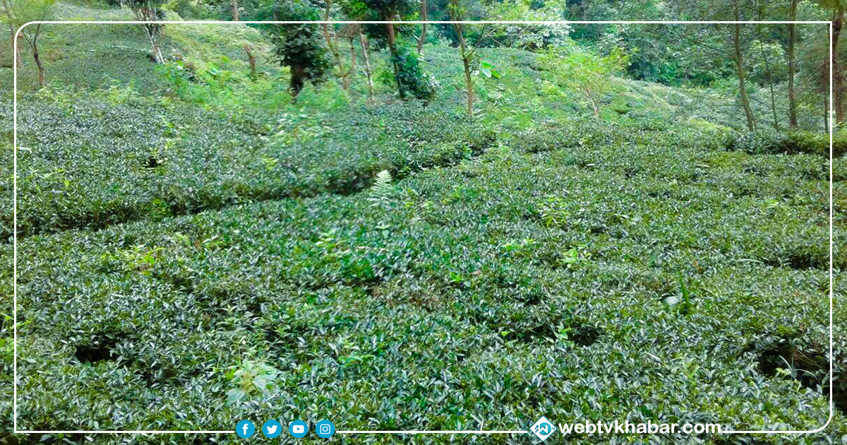 चिया र कफी खेती प्रवर्द्धनमा स्थानीय तह