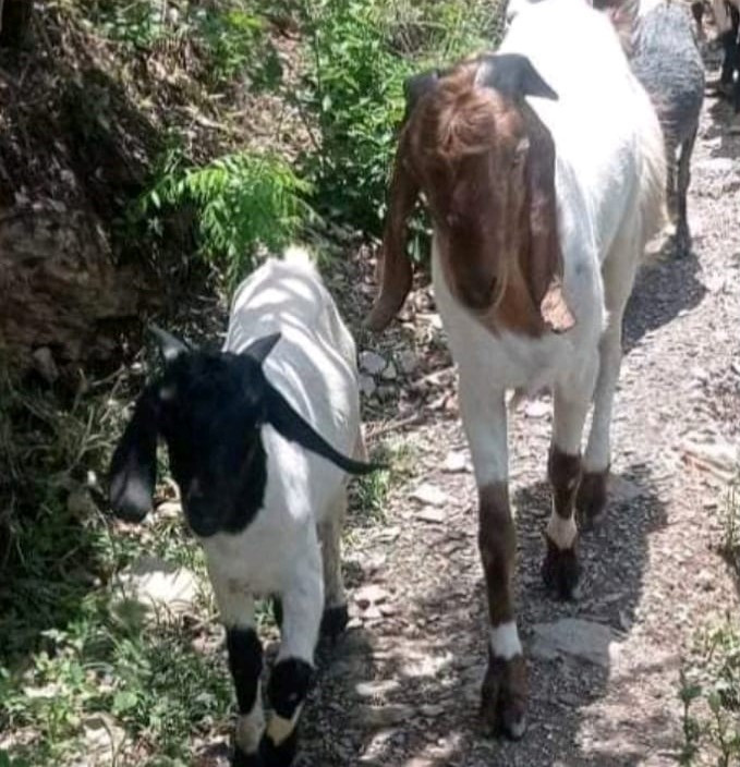 ७५ हजार बाख्रालाई पिपिआर खोप लगाइदैं