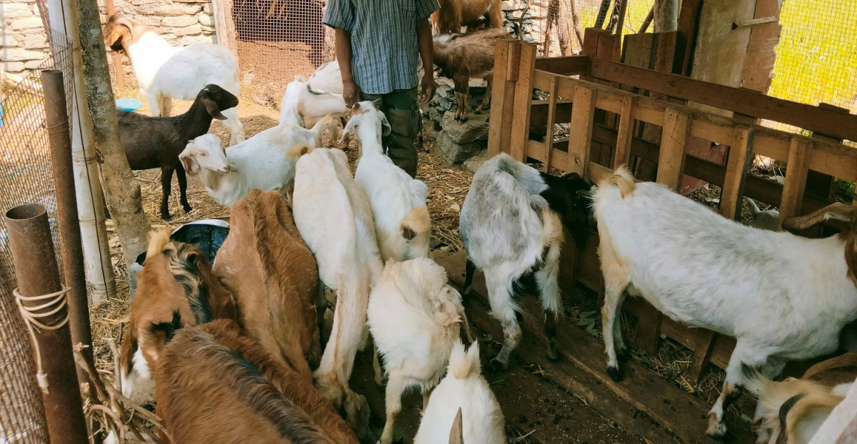 बन्दीपुरमा बाख्रा नश्ल सुधार कार्यक्रम