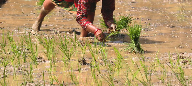 पाल्पामा ३० प्रतिशत रोपाइँ