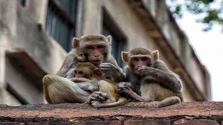 बाँदरले चार महिनाको शिशुलाई छतबाट खसालिदिएपछि...