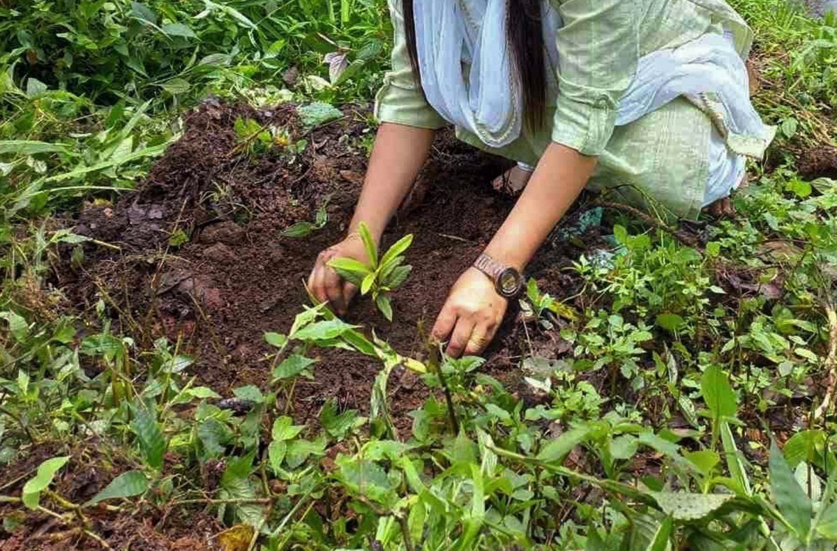 लालीगुराँस संरक्षण गर्न अभियान सुरु