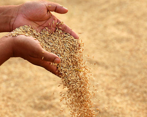 धान खरिद केन्द्र टाढा हुँदा गाउँमै सस्तोमा धान बिक्री गर्न बाध्यता किसान