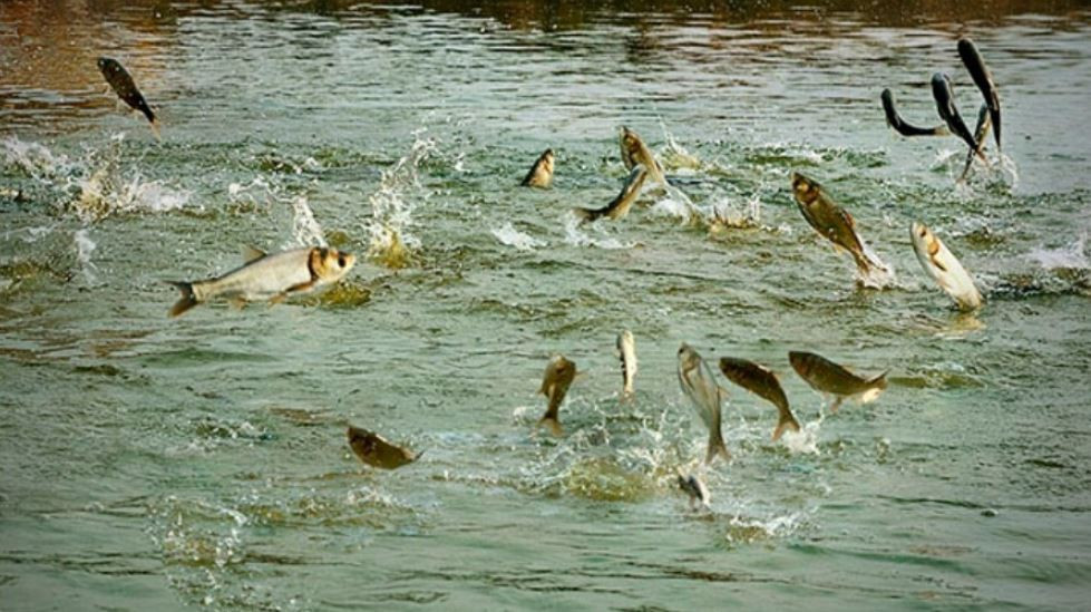 माछा मार्न प्रतिबन्ध लगाएपछि लोपोन्मुख प्रजातिका माछाको संख्या बढ्दै