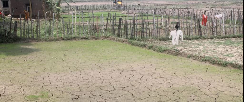 पानी नपरेपछि रोपाइँ प्रभावित 
