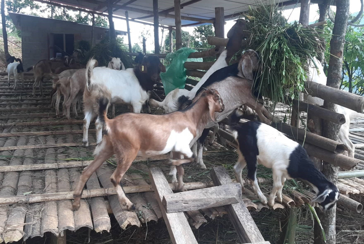 घर खर्च चलाउन मुख्य आयको स्रोत बाख्रापालन 