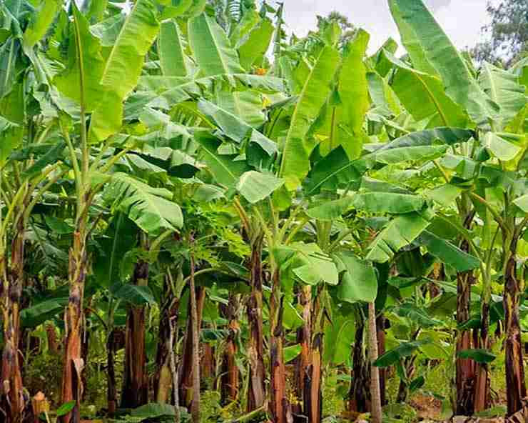 लक्ष्मी पूजामा केराको बोटको बिक्री बढ्यो