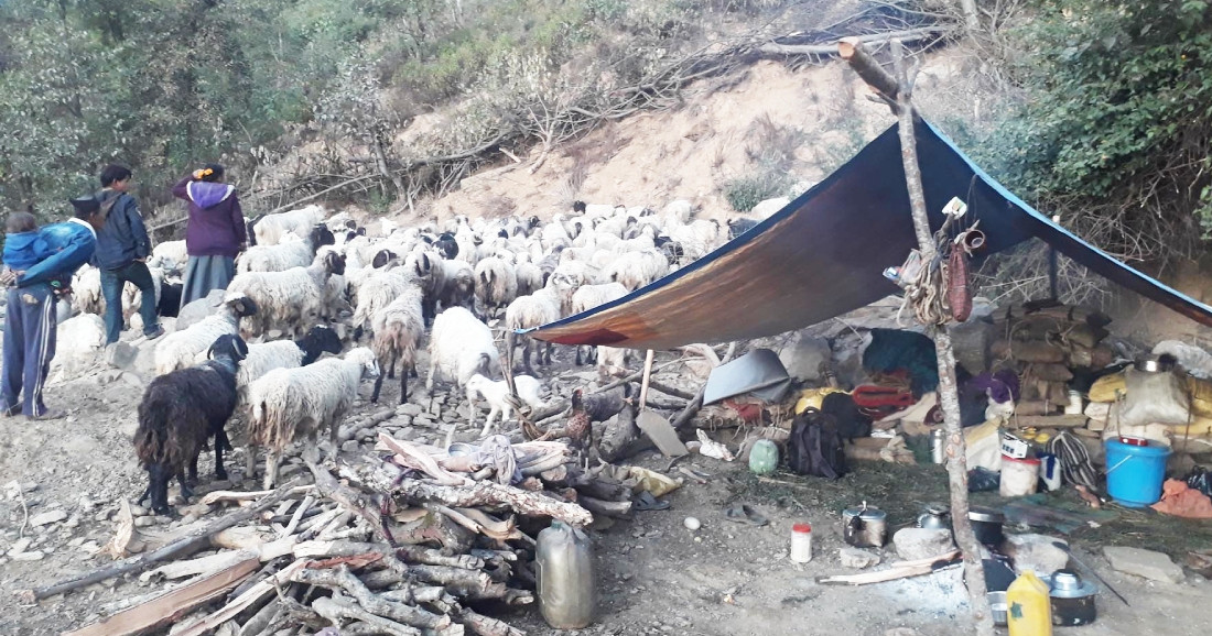 भेडा व्यवसायी चिसो छल्न बेंसी झर्दै