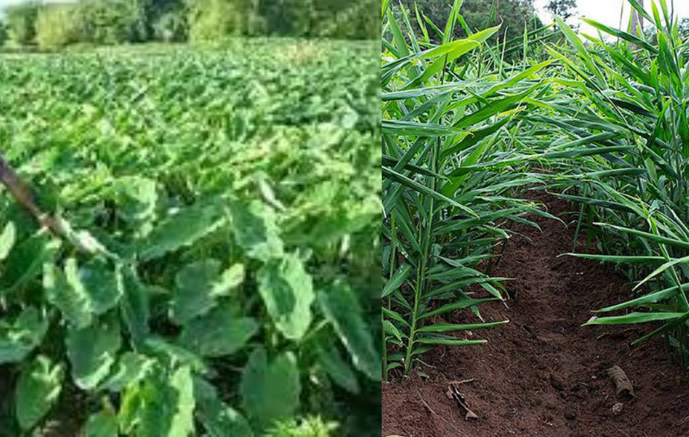अदुवाभन्दा पिँडालु महँगो भएपछि पिँडालु खेतीमा किसानकाे आकर्षण