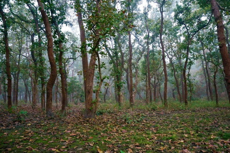 पाल्पाका वन डढेलोको जोखिममा