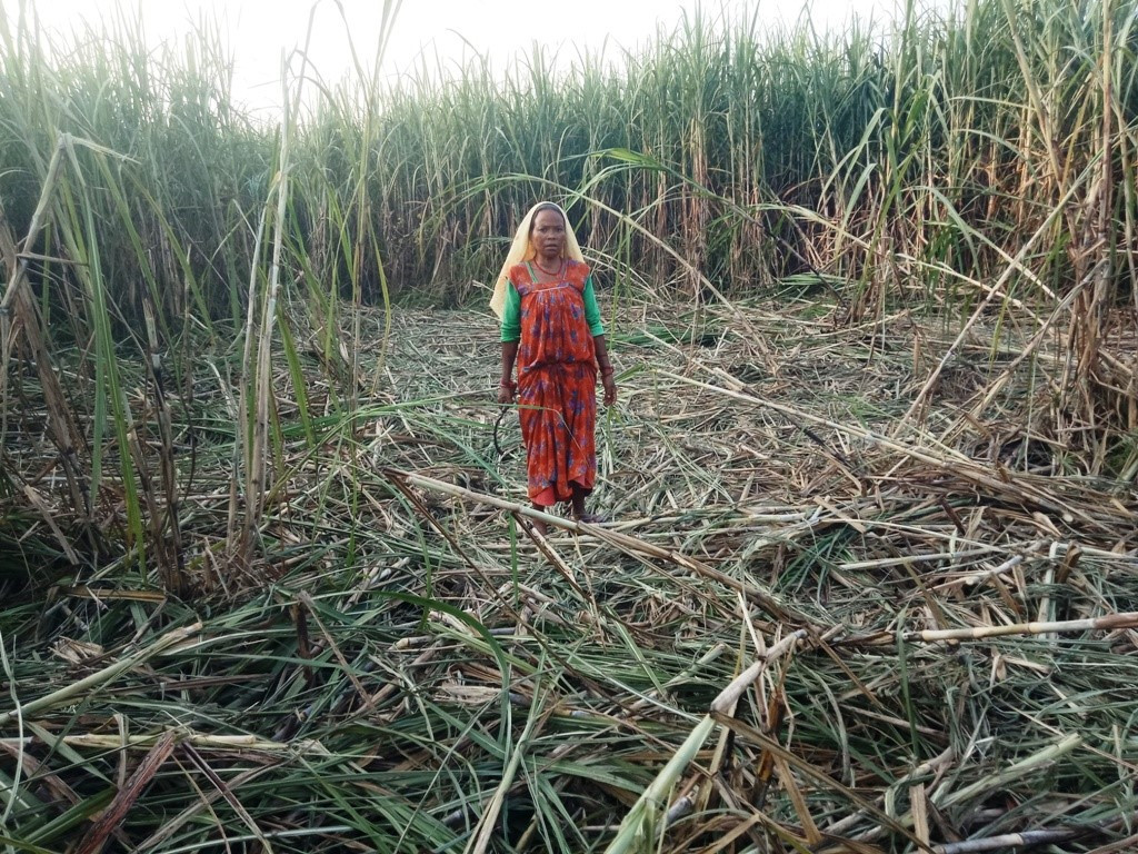 जंगली हात्तीले उखु बालीमा क्षति पुर्‍याउँदा किसान चिन्तित 