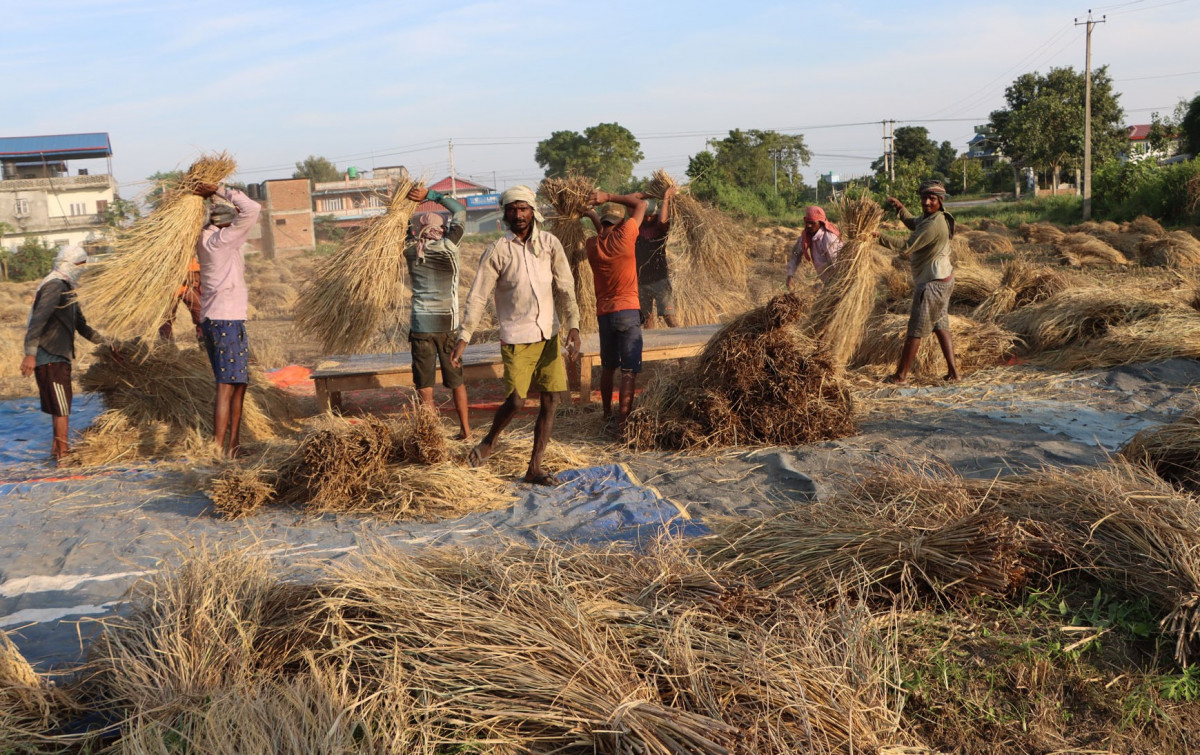 किसानलाई चाडपर्वसँगै बाली थन्क्याउन र लगाउने चटारो 
