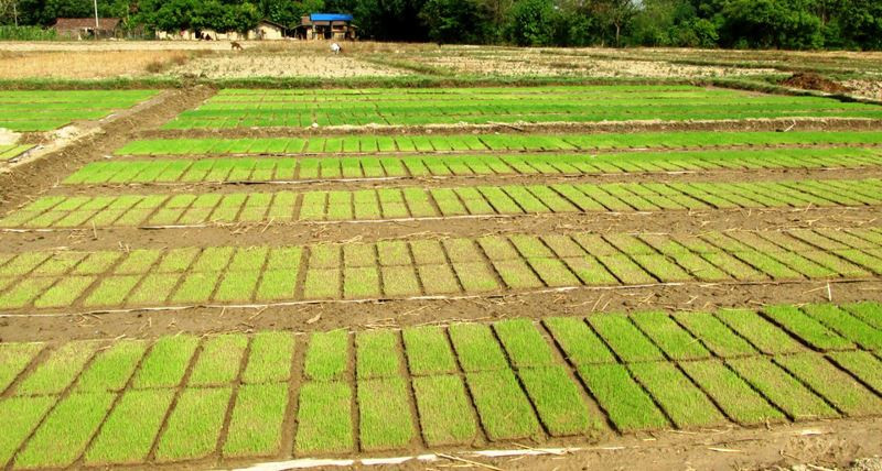 मेसिनद्वारा धान रोपाइँ गर्न ‘ट्रेमा’ बीउ उमार्दै किसान