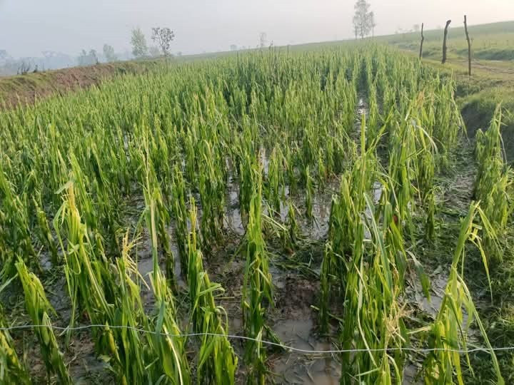 असिना पानीले कृषिवालीमा क्षति, घोगा लागेको मकै सखाप